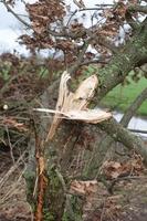 Small tree with a broken branch after storm photo