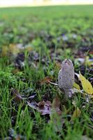 White mashrooms at the edge of the field photo
