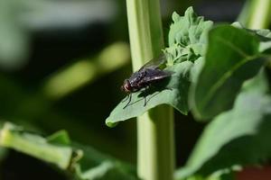 Black house fly - muscina stabulans- on a grren cabbage leaf as a close up photo