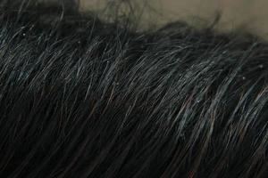 Close up of the mane of a black horse photo