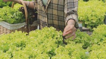 Friendly team harvesting fresh vegetables from the rooftop greenhouse garden and planning harvest season on a digital tablet video