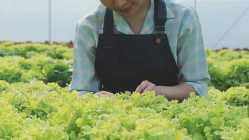 Friendly team harvesting fresh vegetables from the rooftop greenhouse garden and planning harvest season on a digital tablet video