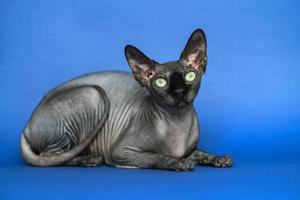 Hairless Canadian Sphynx cat - breed of cat known for its lack of fur. Full length portrait of lies cat on blue background. photo