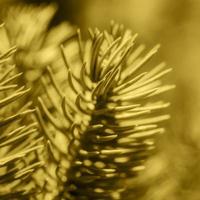 Natural branch Christmas pine tree with needles growing in forest. Close-up, selective soft focus on foreground, blurry bokeh. Coloring in trend Mellow Yellow color year 2021. Shallow depth of field photo