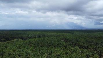 zumbido ver de el paisaje de un hermosa verde de colores petróleo palma árbol plantación, tarde en Indonesia foto