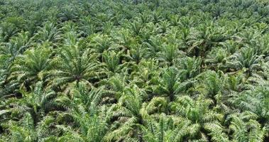 Drone view of the landscape of a beautiful green colored oil palm tree plantation, afternoon in indonesia photo