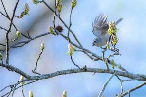 chickadee bird perched on a tree branch in spring photo