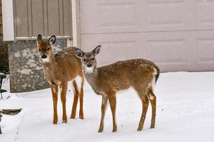 white tail deer in the mountains winter season photo