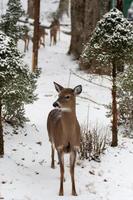 white tail deer in the mountains winter season photo
