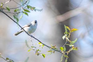 chickadee bird perched on a tree branch in spring photo