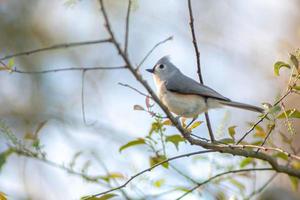 paro pájaro encaramado en un árbol rama en primavera foto