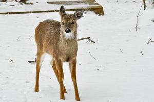 white tail deer in the mountains winter season photo