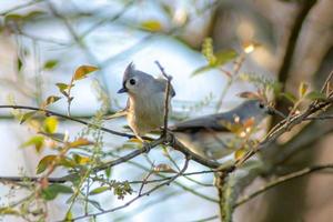 chickadee bird perched on a tree branch in spring photo