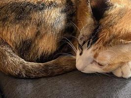 Beautiful cat sleeping on table photo