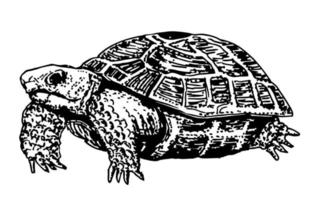 grabado dibujo ilustración de grande tortuga. Tortuga icono símbolo. prima calidad aislado tortuga elemento en de moda estilo. vector