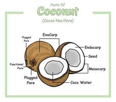 Coconut structure diagram. Coconut structure vector illustration. Coconut education and parts. Fruit education study