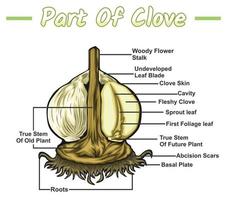 parts of a Clove. Diagram showing the internal parts of a garlic plant. Clove structure diagram. Clove structure vector illustration. garlic education and parts. Vegetable education study