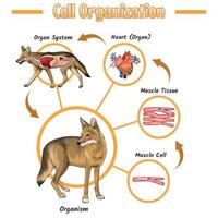 Coyote Cell Organization. Illustration of the Cell Organization of Coyote. biology education about Coyote