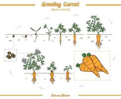 Growth stages of carrots vector