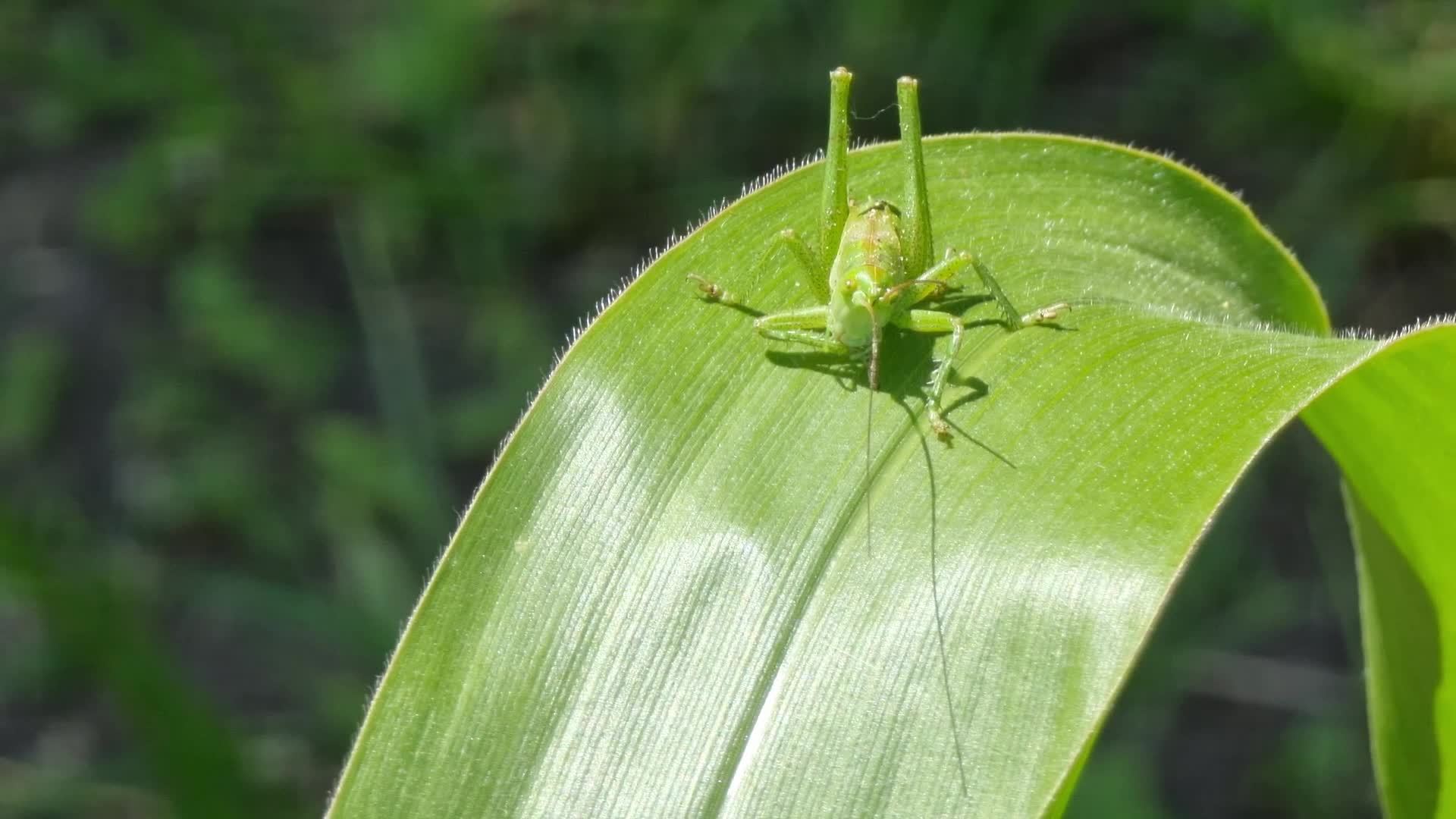 A small green grasshopper is sitting and brushing its paws on a young corn  leaf under the rays of the sun. Close-up. Locust Windy and sunny weather.  21450438 Stock Video at Vecteezy