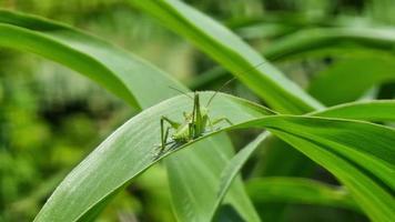 A small green grasshopper is sitting on young corn leaves. Close-up. Sunny windy day. Locust video