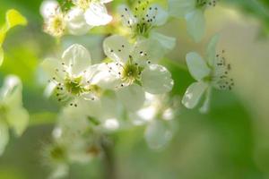 ornamental pear tree blossoms early spring in march photo