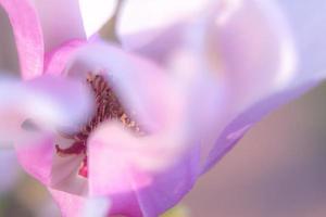 Purple magnloia in full bloom in the garden photo