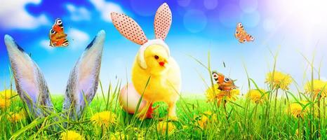 Little cute newborn baby chick for Easter celebration. photo