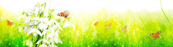 muchas gotas de nieve en los primeros días de primavera con mariposas foto