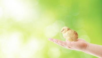 Little cute baby chick for easter. Yellow newborn baby chick. photo