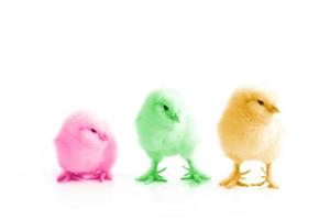 Little cute baby chick for easter. Yellow newborn baby chick. photo