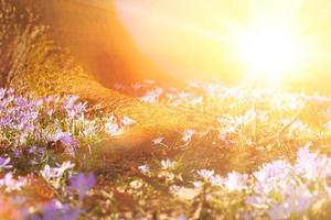 Blooming purple crocus flowers in a soft focus on a sunny spring day photo