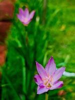 Little purple flower photo