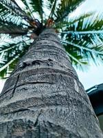 Coconut tree iii photo