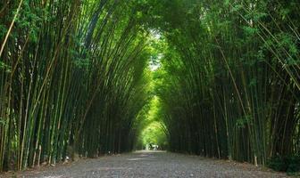bamboo tunnel in Thailand photo