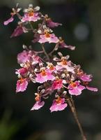 Pink Oncidium orchid flower photo