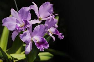 light purple cattleya orchid flower photo