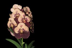 brown vanda flower orchid, isolated on black background photo