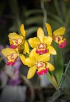beautiful Yellow Aerides orchid flower photo