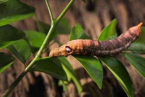 Colored caterpillar or Brown worm, Daphnis nerii eating leaf. photo