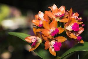 orange Dendrobium orchid flower photo