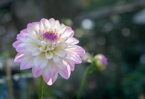 white and pink Dahlia flower in autumn season photo