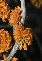 small orange Dendrobium orchid flower photo