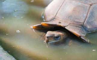 freshwater turtle in water photo