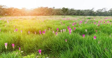Siam Tulip field, called Dok Kra Jiao in Thai or Curcuma alismatifolia flower photo