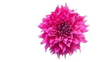 hybrid Vivid Pink Dahlia flower in autumn isolated photo