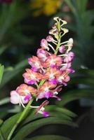 Hybrid orange with pink Vanda orchid photo