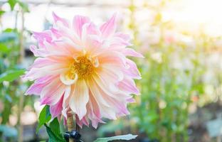 hybrid soft pink Dahlia flower in autumn season photo