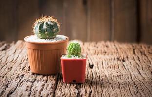 small cactus in pot photo