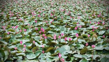 pink lotus in pond photo